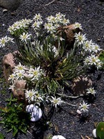 Photos Leontopodium alpinum