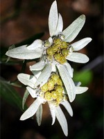Photos Leontopodium palibinianum