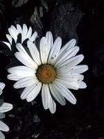 Foto Leucanthemopsis alpina