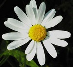 Leucanthemum vulgare - Wiesenmargerite