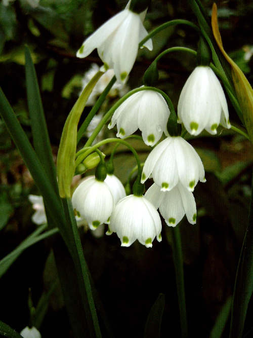 Photos Leucojum aestivum - 