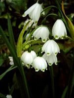 Leucojum aestivum - Sommer-Knotenblume