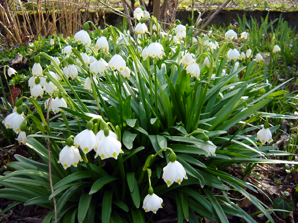 Photos Leucojum vernum - Spring snowflake