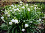 Leucojum vernum - Fr�hlings-Knotenblume, M�rzbecher