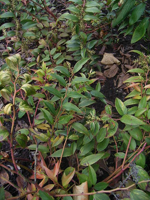 Photos Leucotho� fontanesiana - Highland doghobble