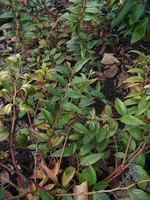 Fotos Leucothoë fontanesiana