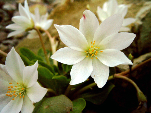Photos Lewisia tweedi - Cistanthe tweedyi