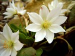 Photos Lewisia tweedi