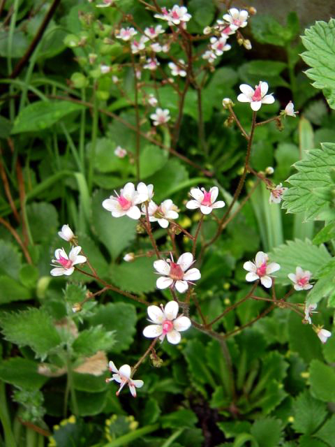 Fotos Lewisia cotyledon - 