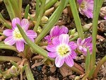 Photos Lewisia pygmaea var. nevadensis