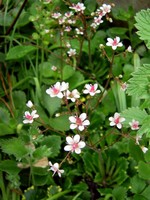 Photos Lewisia cotyledon