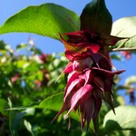 Leycesteria formosa - Sch�ne Leycesterie
