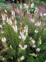 Liatris spicata - �hrige Garten-Prachtscharte Floristan Wei�
