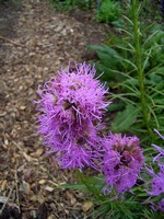 Liatris spicata - �hrige Prachtscharte