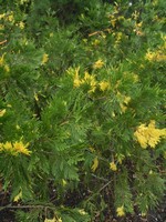 Photos Librocedrus decurrens