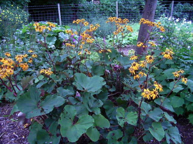Photos Ligularia dentata - Summer ragwort, Leopard plant