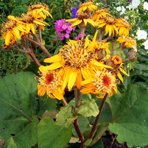 Photos Ligularia dentata - Summer ragwort, Leopard plant
