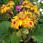 Ligularia dentata - Garten-Strau�-Goldkolben