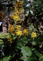 Ligularia stenocephala - Schmaler Strau�-Goldkolben