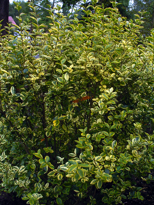 Photos Ligustrum obtusifolium - Chinese privet