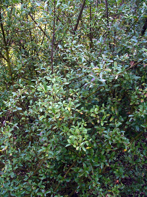 Photos Ligustrum vulgare - 