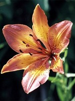 Lilium bulbiferum ssp. bulbiferum - Feuer-Lilie
