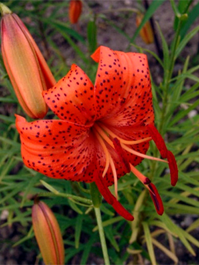 Fotos Lilium davidii var. willmottiae - 