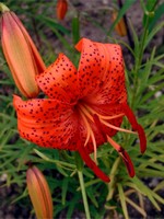 Lilium davidii var. willmottiae - Willmotts-Lilie
