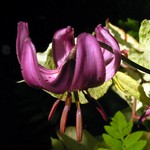 Lilium martagon - T�rkenbund-Lilie