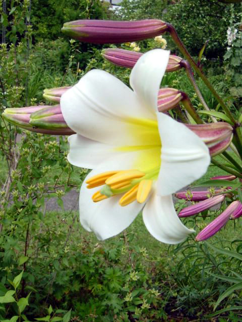 Photos Lilium regale - 