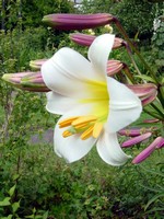 Lilium regale - Beet-Lilie, K�nigs-Lilie