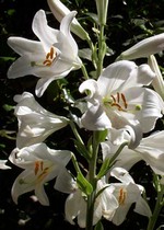 Lilium candidum - Beet-Lilie, Madonnen-Lilie