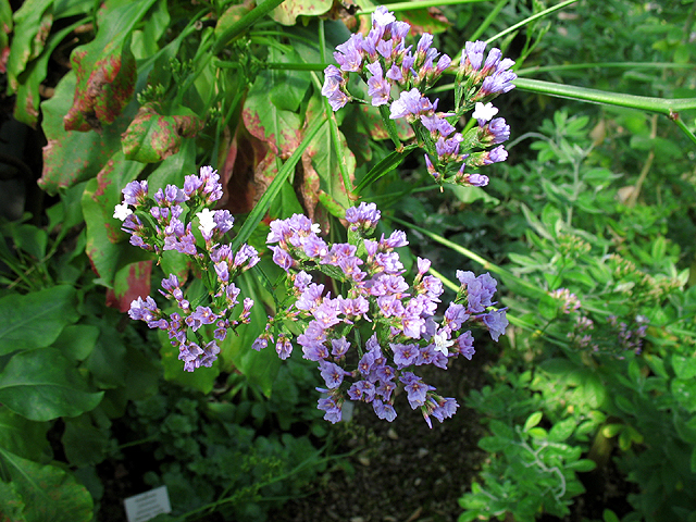 Photos Limonium latifolium - 
