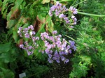 Photos Limonium latifolium