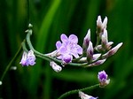 Limonium latifolium - Garten-Blauschleier Blauschleier