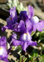 Photos Linaria alpina