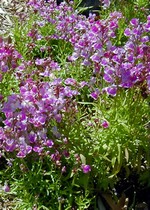 Photos Linaria purpurea