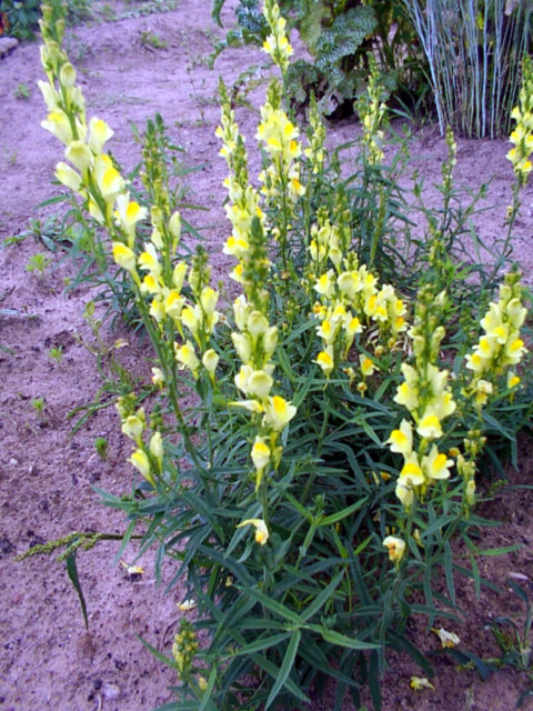 Photos Linaria vulgaris - Purple toadflax