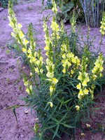 Linaria vulgaris - Gemeines Leinkraut