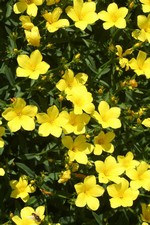 Photos Linum arboreum