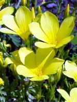 Linum flavum - Gold-Flachs