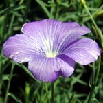 Linum narbonense - Narbonne-Lein