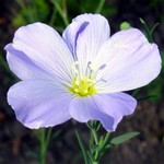 Linum perenne - Stauden-Lein