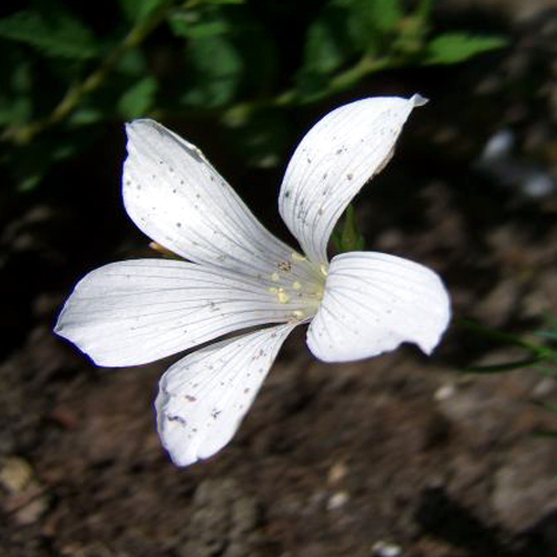 Foto Linum suffruticosum ssp. salsoloides - 