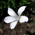Linum suffruticosum ssp. salsoloides - Halbstrauchiger Pyren�en-Lein