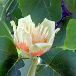 Liriodendron tulipifera - Amerikanischer Tulpenbaum
