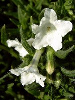 Lithodora diffusa - Garten-Steinsame Alba