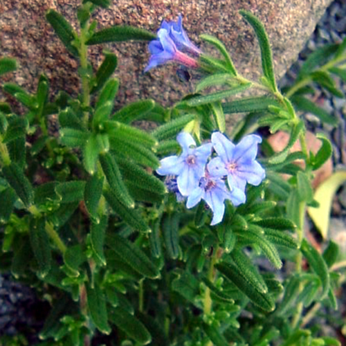 Foto Lithodora diffusa - 