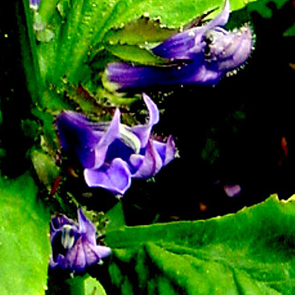 Photos Lobelia siphilitica - 