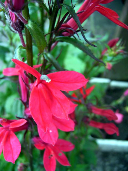 Photos Lobelia splendens - 